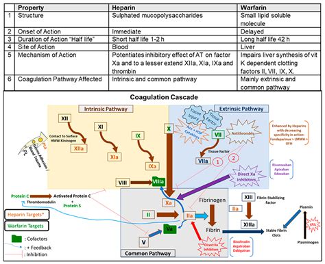 Warfarin Mechanism Of Action Coagulation Cascade