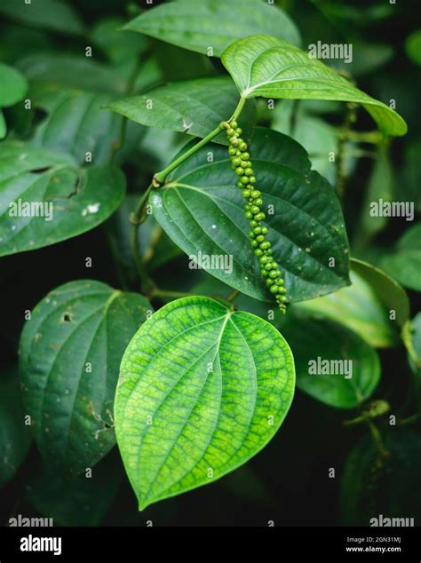 Black pepper plant hi-res stock photography and images - Alamy