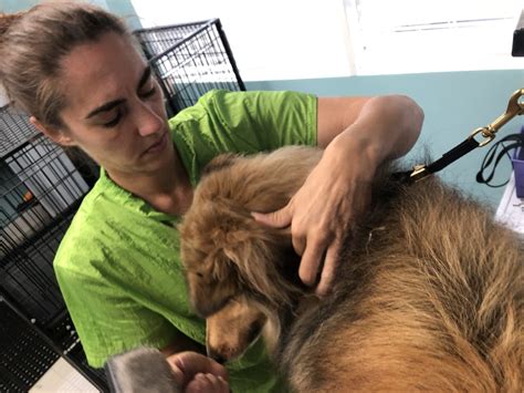 Salty Dog offers efficient grooming services in Marathon