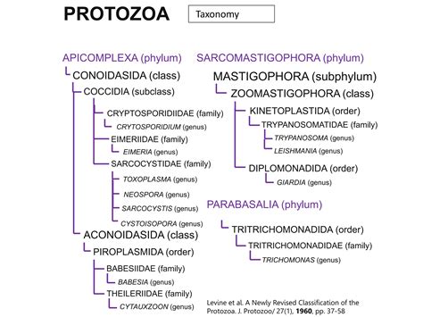 Introduction Parasitology.pptx............. | PPTX | Infectious Diseases | Diseases and Conditions