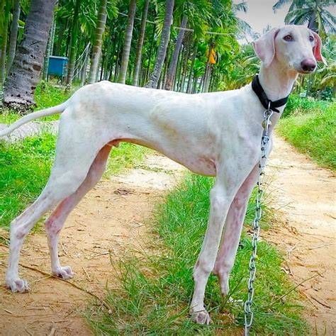 Mudhol Dog Price In India 2023 – Buying Guide & Care Tips