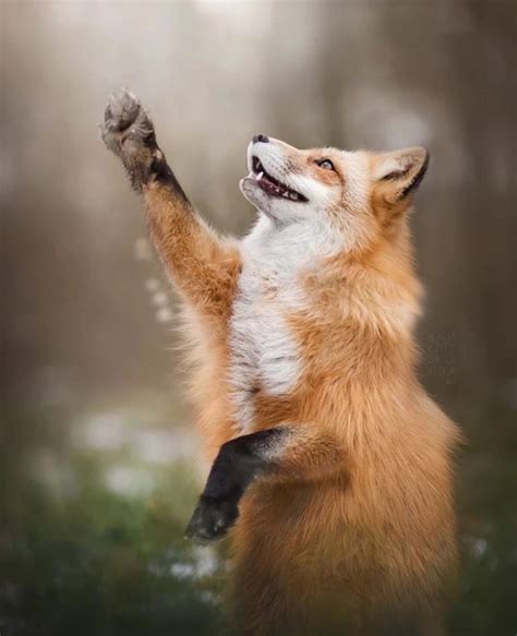 画像 : 『ビンから頭が抜けない！』助けた人にお礼する狐が可愛いと話題に - NAVER まとめ