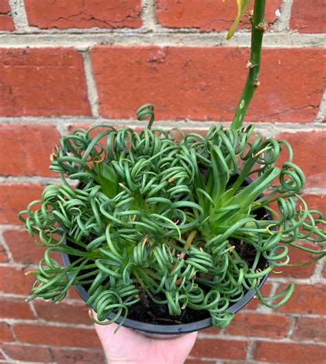 Frizzle Sizzle (Albuca spiralis)- 15cm pot - Folia House