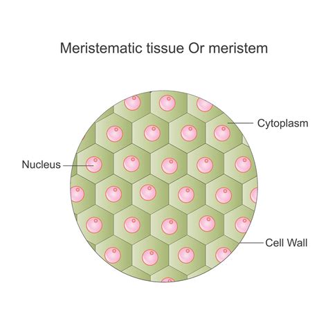 Meristematic Tissue In Plants Diagram