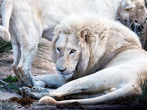What Does A White Lion Look Like - Infoupdate.org