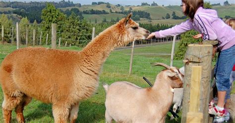 Taupo Farm Lodge, Self-Contained Farmstay | Accommodation in Taupō, New ...