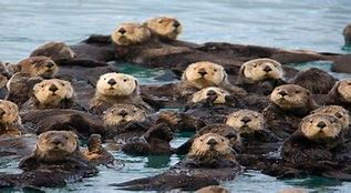 Image result for OTTERS GROUP