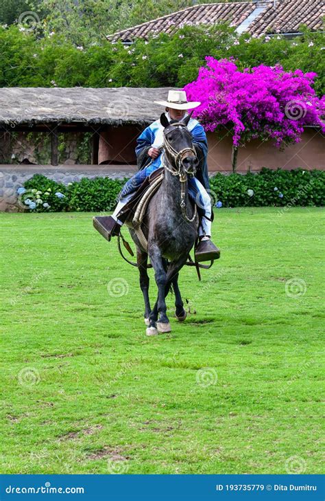 Paso Peruvian Horse-Wayra Urubamba - Peru 46 Editorial Stock Image ...