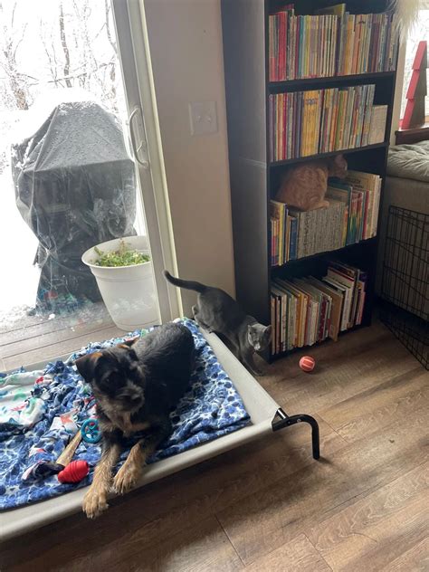 Sweetie Pie — Fetch Wisconsin Rescue