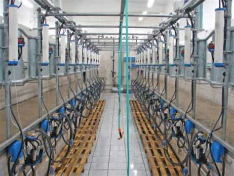 Delmer Herringbone Milking System – Delmer Group