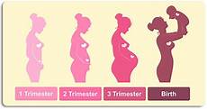 sauna schwangerschaft 1 trimester your pregnancy by trimester sauna schwangerschaft 1 trimester your pregnancy by trimester
