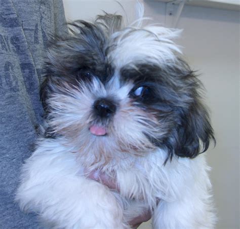 Shih tzu puppy - m5x.eu