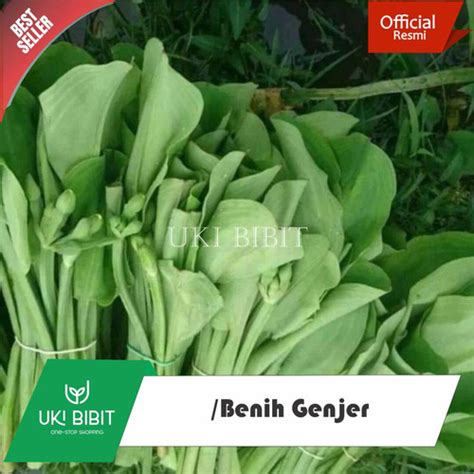 Jual ( 10 Butir ) Benih Genjer | Kelayan | Eceng - Kab. Indramayu - UKI ...