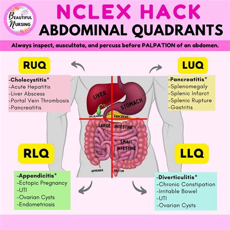 🩺 Abdominal Quadrants | Nursing school essential, Nursing school ...