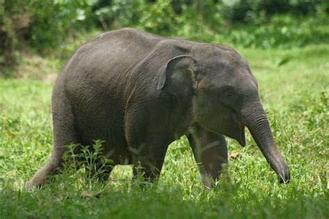 Baby Elephant, Lampung, Sumatra, Indonesia. | Pelampung, Indonesia