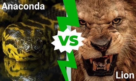 Image result for Python vs Anaconda Battle Video