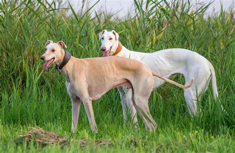 Greyhound: Racing Dog & Speed – Unveiling the Secrets of Their Incredible Agility