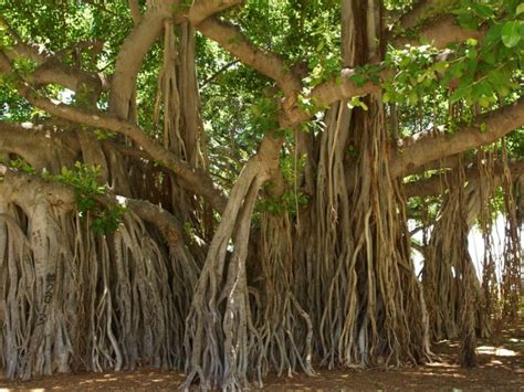 Study Says Peepal Trees Around Pune Airport Are More Tolerant To Air ...