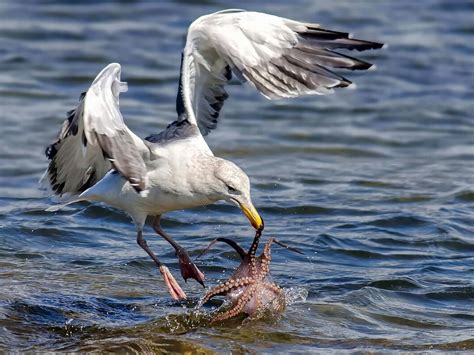 海鸥主要吃什么食物，什么是它的天敌 - 农敢网