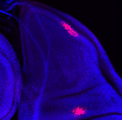 The Tbx6 Transcription Factor Dorsocross Mediates Dpp Signaling to ...