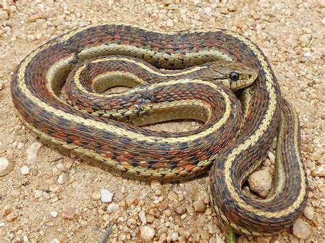 Image result for A Snake Using a Computer
