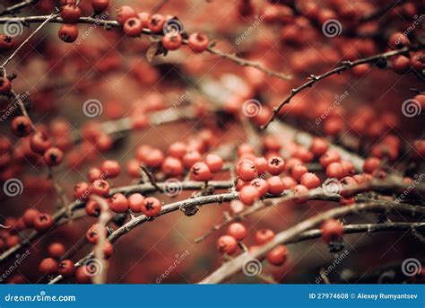 Red bush berries stock photo. Image of nature, flora - 27974608