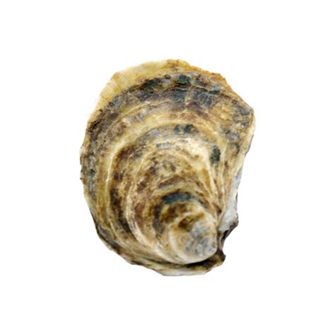 Buy Ocean Wise Oysters Lucky Lime In Shell 1 Count | Sobeys Inc.
