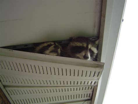 Deterring Raccoons From Roof at Georgia Sturt blog
