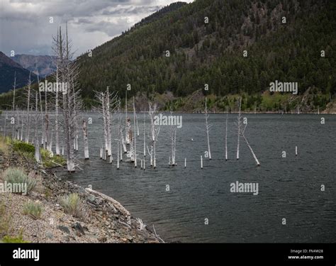 Earthquake Lake, Montana Stock Photo - Alamy