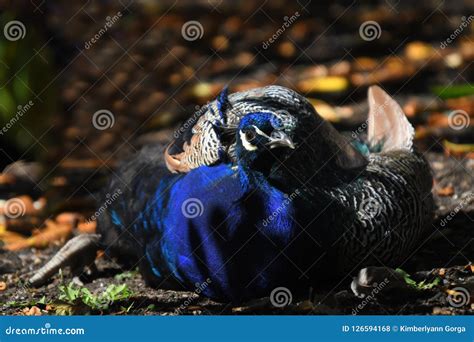 Close Up of a Nesting Blue Peacock Stock Photo - Image of beautiful, sitting: 126594168