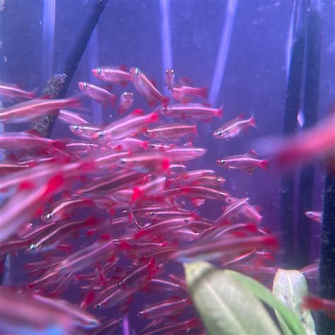 White Cloud Mountain minnow (Tanichthys albonubes)