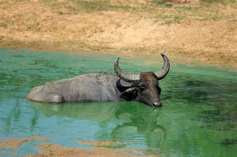 2023丛林骑象体验玩乐攻略,也可以在河里为大象洗澡，充...【去哪儿攻略】