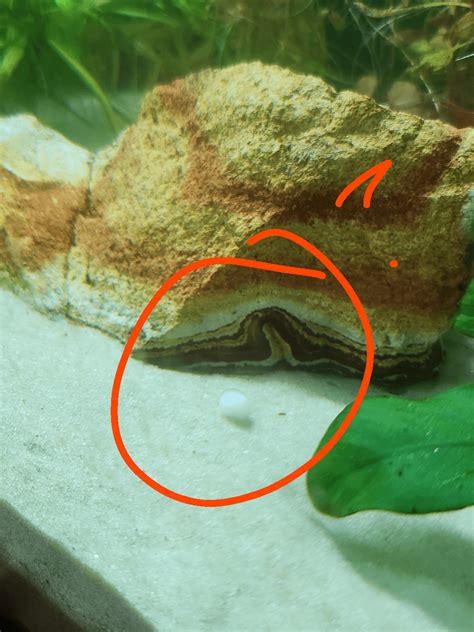 Small round white thing in aquarium? : r/Aquariums