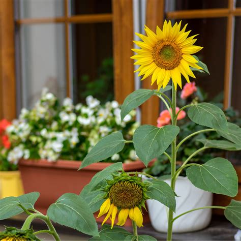 How to grow sunflowers in pots for beautiful blooms in…