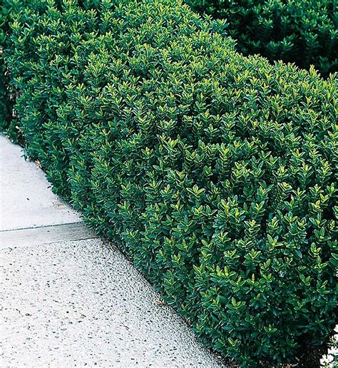 Euonymus Japonicus (Box-Leaf Euonymus, Dwarf Japanese, 51% OFF