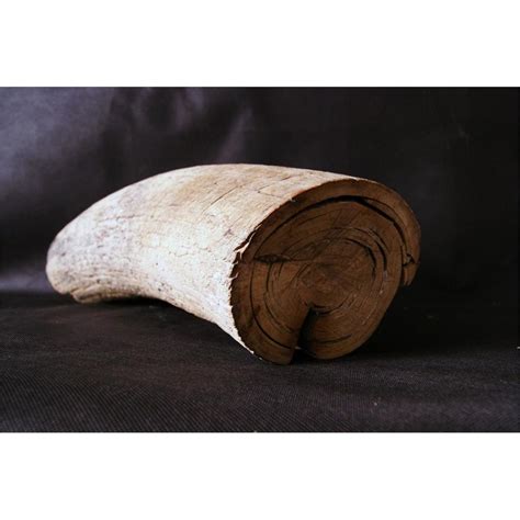 Image result for ivory mastodon