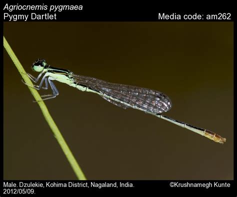 Agriocnemis pygmaea Rambur, 1842 - Pygmy Dartlet | Odonata