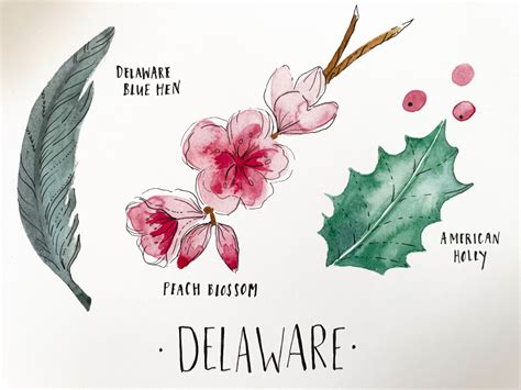 Delaware State Flower State Bird State Tree Art Print Delaware - Etsy