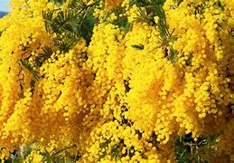 Image result for Wattle