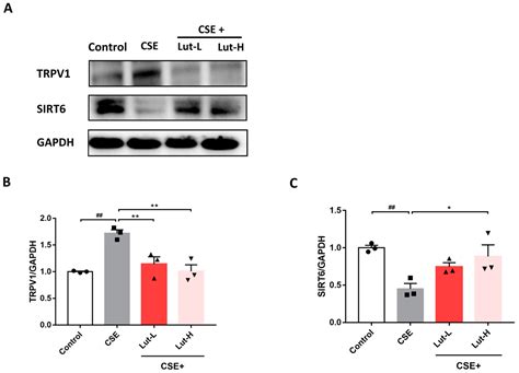 Luteolin Alleviates Oxidative Stress in Chronic Obstructive Pulmonary ...