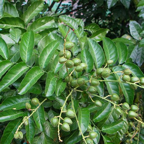 Wampee Fruit Plants (Clausena Lansium) – veliyathgardens