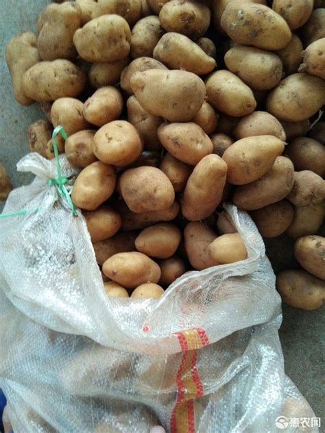 [荷兰15批发]荷兰15号土豆 1~3两 价格0.35元/斤 - 惠农网