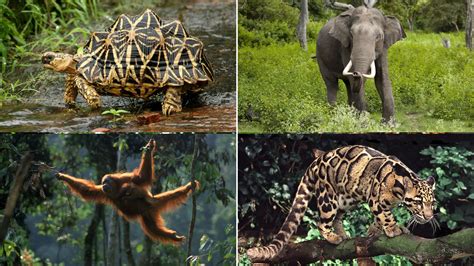 40 Different Animals Found in Asia with Pictures and Facts - Richmond Mom