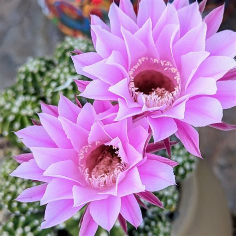 Easter Lily Cactus Echinopsis oxygona at Native Plant Nursery ...
