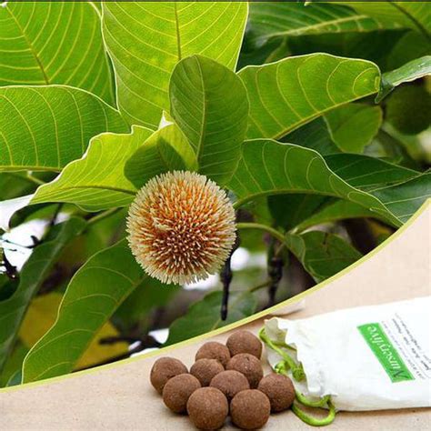 Buy Just Throw and Grow Tree Seed balls - 100 Seed balls online from ...