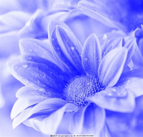 梦见蓝色花朵 周公解梦之梦到蓝色花朵 是什么意思？