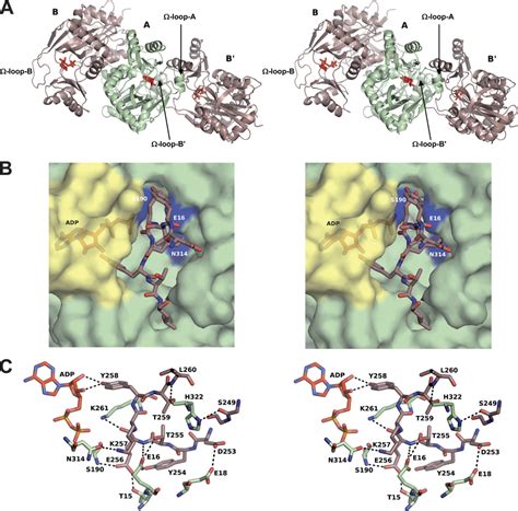 Image result for Fast Loop Omega