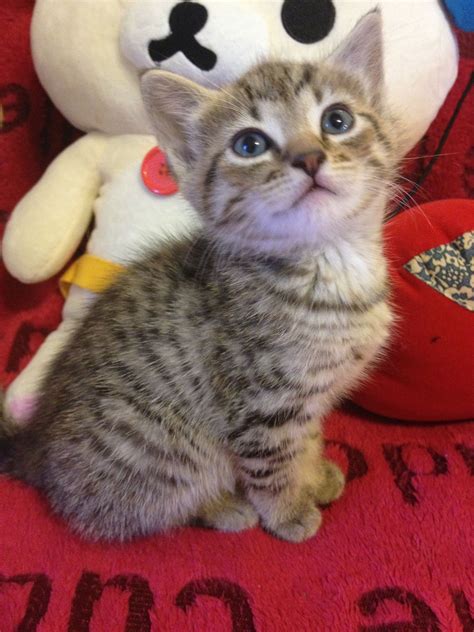 8 weeks old tabby kitten with spotted markings~~ | Kittens cutest, Cute ...