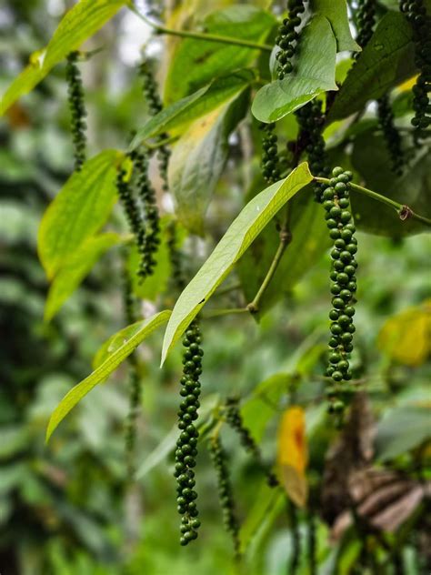 Black Pepper | Black pepper plant, Pepper plants, Stuffed peppers
