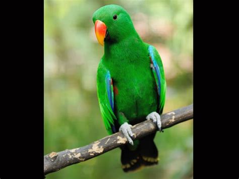 Image result for Parrot Search Algorithm